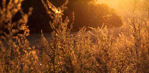 Test d'allergie au pollen : comment se faire dépister ?