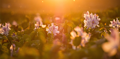 Quel traitement pour soulager l'allergie au pollen ?